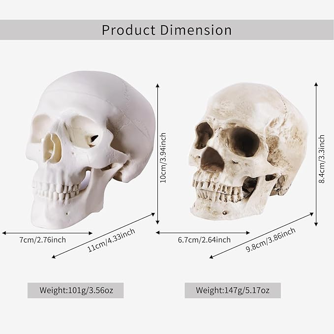 2-Pack Mini Skulls Décor, Human Skull Model Anatomy Skull Model for Studying,Tiny Resin Skulls, Drawing Model Skull Figurine, Small Skull Head for Students,Art Gift