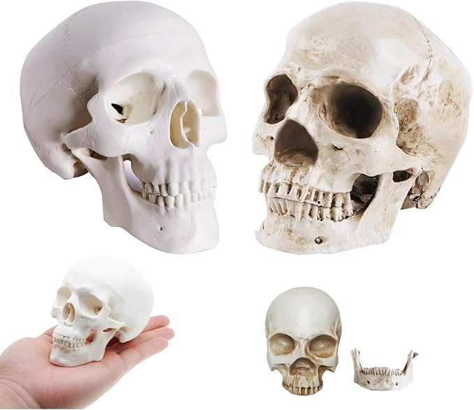 2-Pack Mini Skulls Décor, Human Skull Model Anatomy Skull Model for Studying,Tiny Resin Skulls, Drawing Model Skull Figurine, Small Skull Head for Students,Art Gift