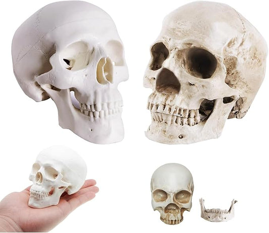 2-Pack Mini Skulls Décor, Human Skull Model Anatomy Skull Model for Studying,Tiny Resin Skulls, Drawing Model Skull Figurine, Small Skull Head for Students,Art Gift