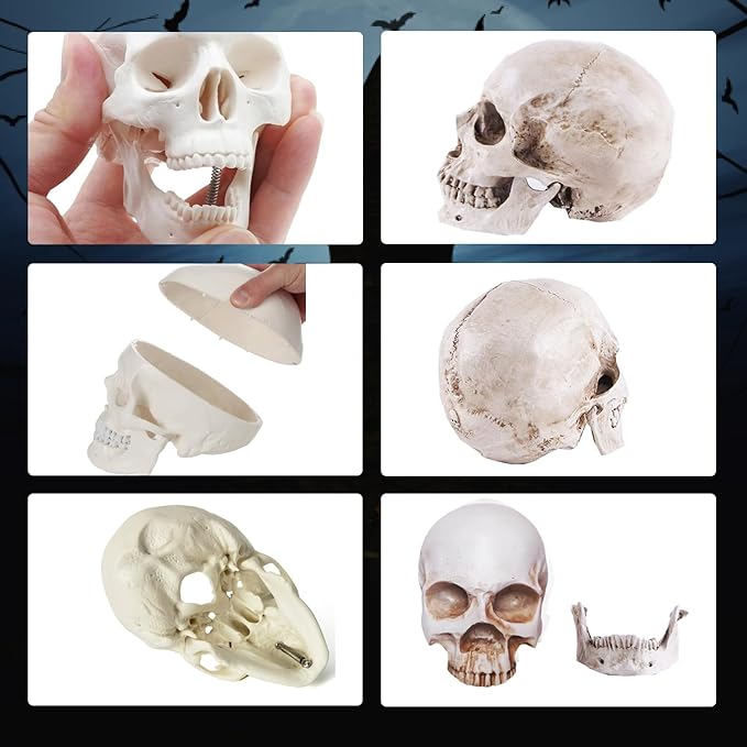 2-Pack Mini Skulls Décor, Human Skull Model Anatomy Skull Model for Studying,Tiny Resin Skulls, Drawing Model Skull Figurine, Small Skull Head for Students,Art Gift