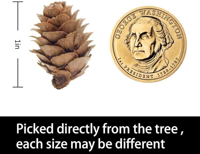 Deloky 250 PCS Christmas Natural Mini Pine Cones-Thanksgiving Pinecones Ornaments for DIY Crafts, Home Decorations,Fall and Christmas,Wedding Decor