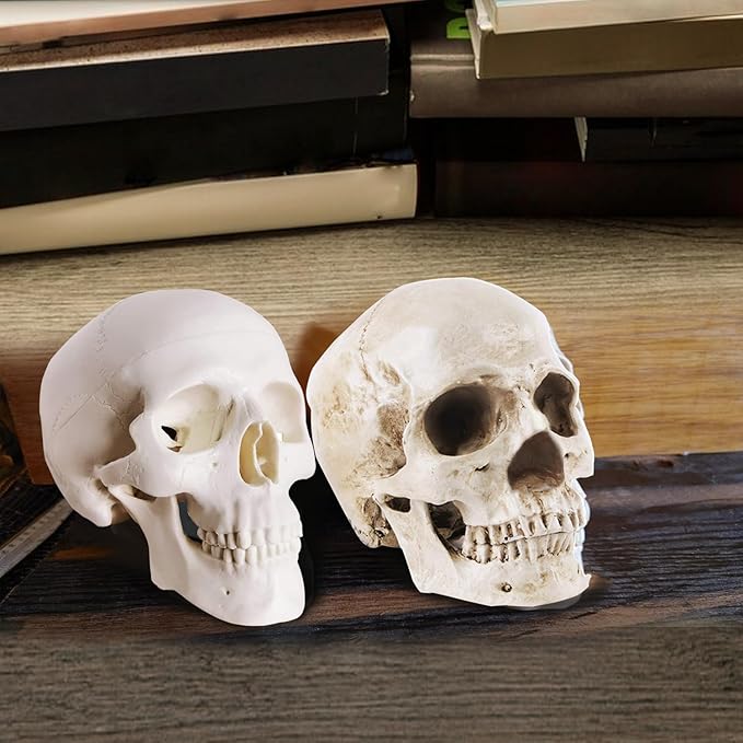 2-Pack Mini Skulls Décor, Human Skull Model Anatomy Skull Model for Studying,Tiny Resin Skulls, Drawing Model Skull Figurine, Small Skull Head for Students,Art Gift