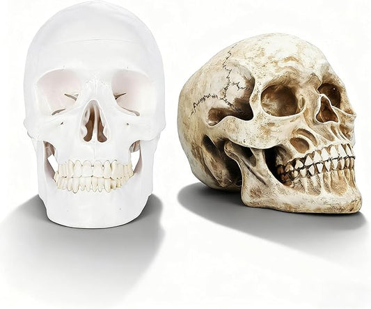 2Pack Human Skulls Head Model,Resin Skulls Decor for Home,Life Size Plastic Skeleton Head, Halloween Statue,Skull Figurine for Decorations Art