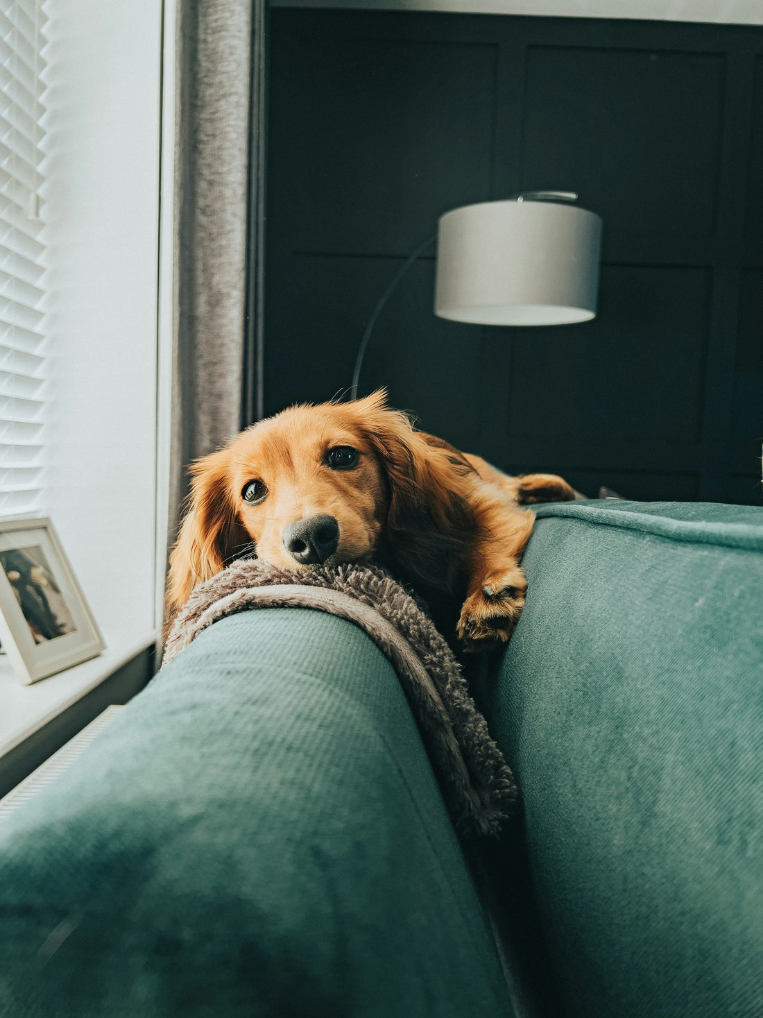 Creating Pet-Friendly Cozy Corners Without Sacrificing Style