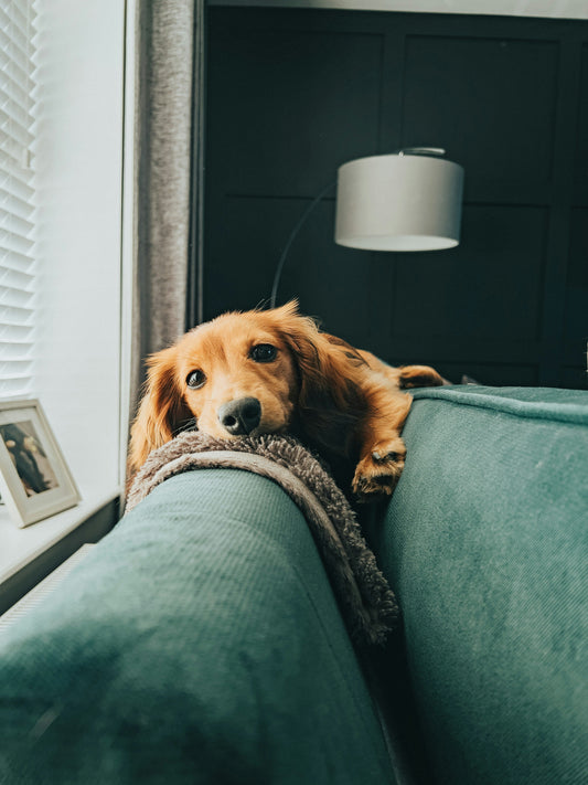 Creating Pet-Friendly Cozy Corners Without Sacrificing Style