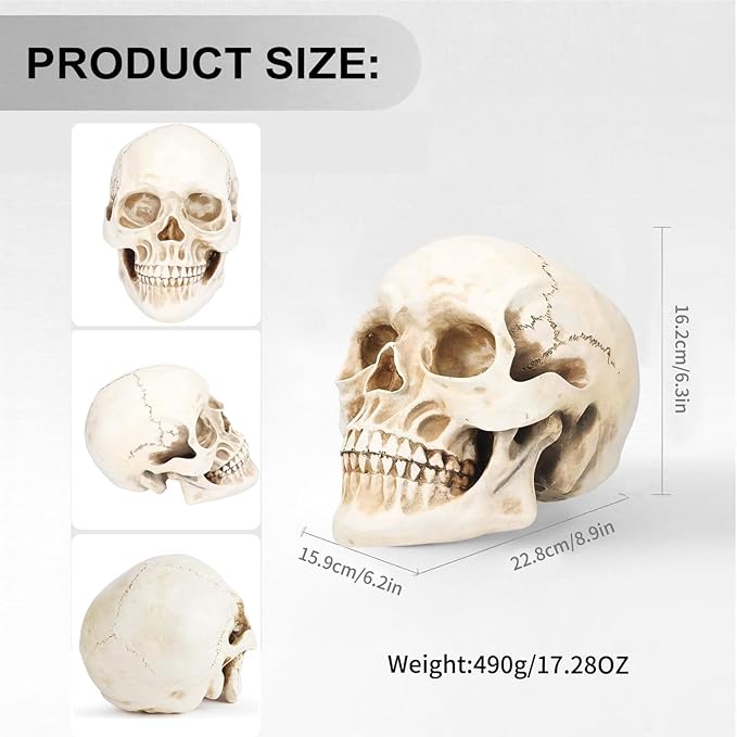 2Pack Human Skulls Head Model,Resin Skulls Decor for Home,Life Size Plastic Skeleton Head, Halloween Statue,Skull Figurine for Decorations Art