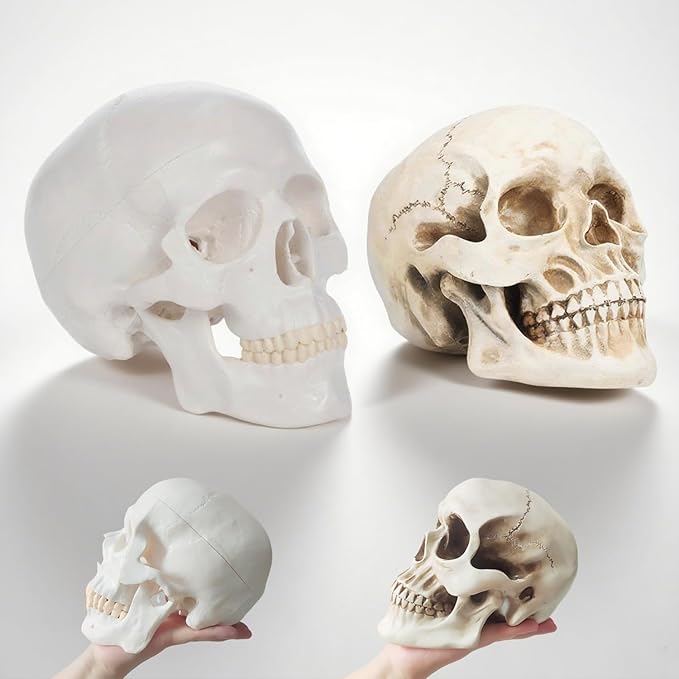 2Pack Human Skulls Head Model,Resin Skulls Decor for Home,Life Size Plastic Skeleton Head, Halloween Statue,Skull Figurine for Decorations Art