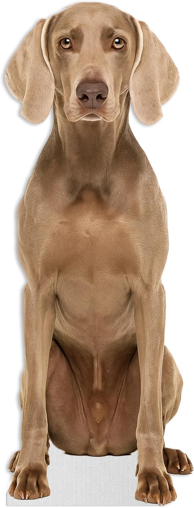 Dog - Weimaraner Life Size Standee - 3FT Freestanding Coroplast Cutouts | Pets Animal Standup Photo Booths, Birthday & Halloween Decorations