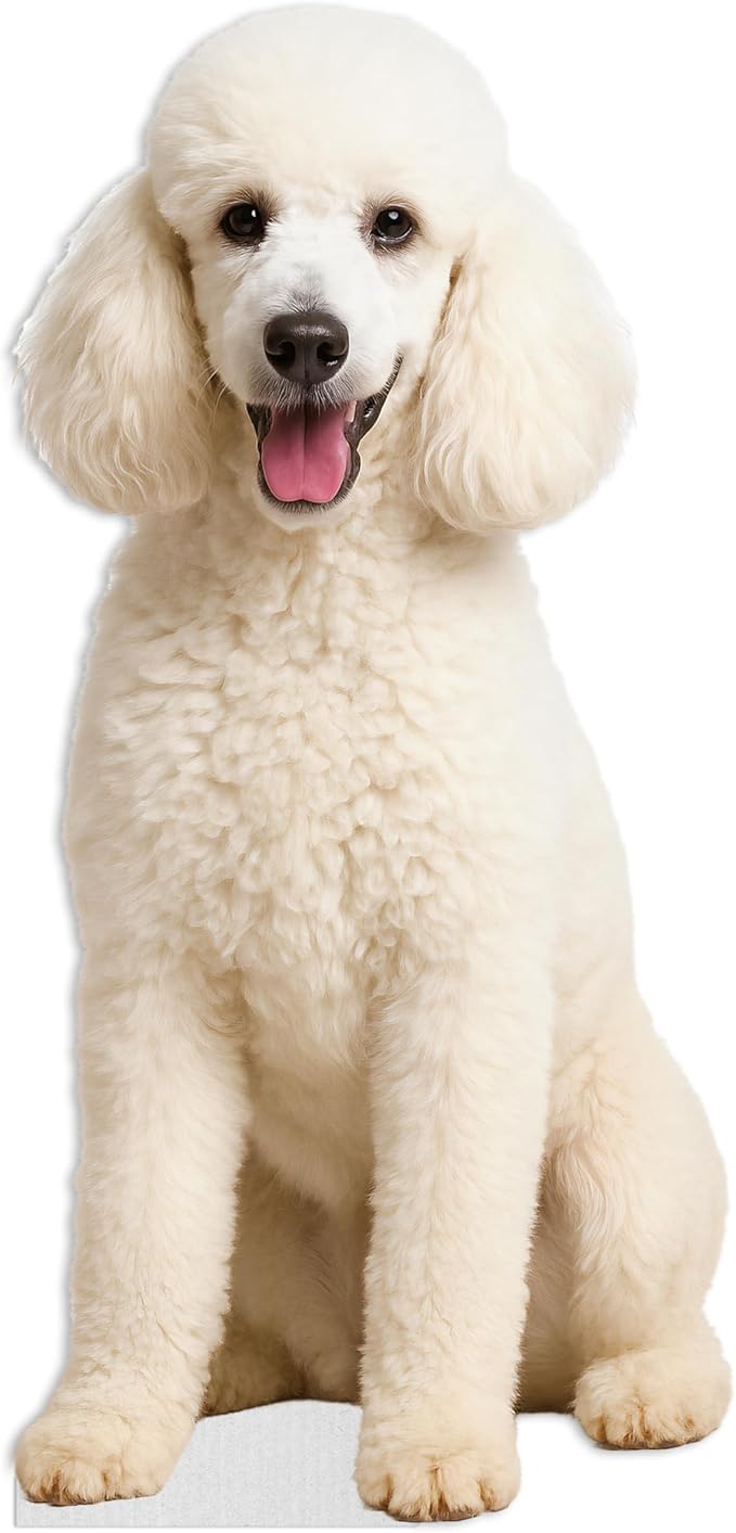 Dog - Poodle White Life Size Standee - 2FT Freestanding Coroplast Cutouts | Pets Animal Standup Photo Booths, Birthday & Halloween Decorations