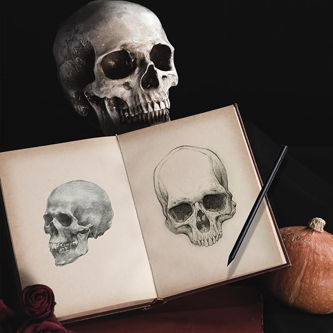 2-Pack Mini Skulls Décor, Human Skull Model Anatomy Skull Model for Studying,Tiny Resin Skulls, Drawing Model Skull Figurine, Small Skull Head for Students,Art Gift