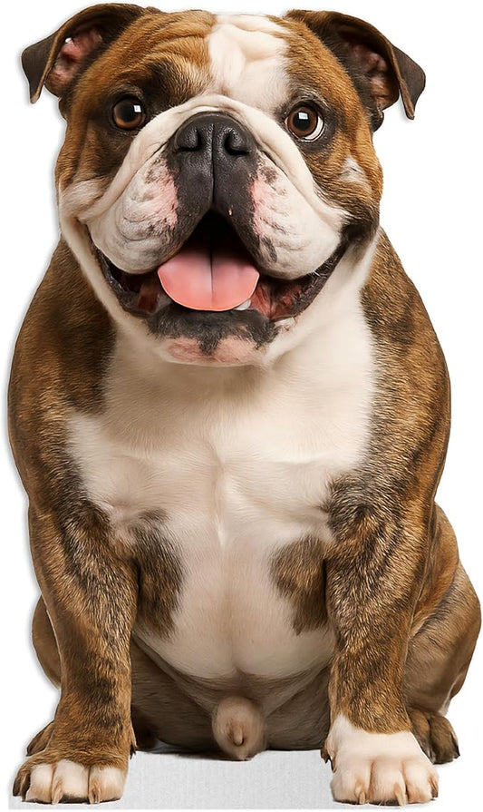 Bulldog - Brindle Life Size Standee - 3FT Freestanding Coroplast Cutouts | Pets Animal Standup Photo Booths, Birthday & Halloween Decorations