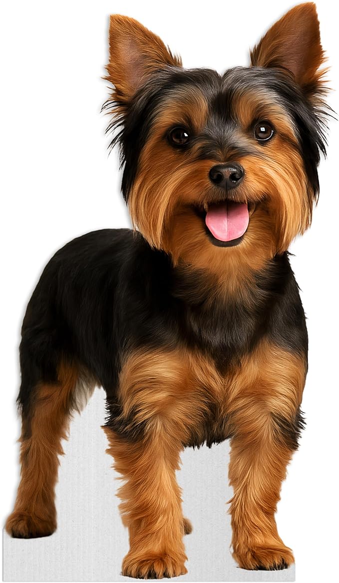 Dog - Yorksire Terrier Life Size Standee - 2FT Freestanding Coroplast Cutouts | Pets Animal Standup Photo Booths, Birthday & Halloween Decorations
