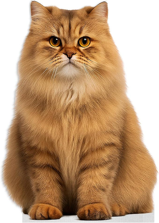 Cat - Persian Orange Life Size Standee - 2FT Freestanding Coroplast Cutouts | Pets Animal Standup Photo Booths, Birthday & Halloween Decorations