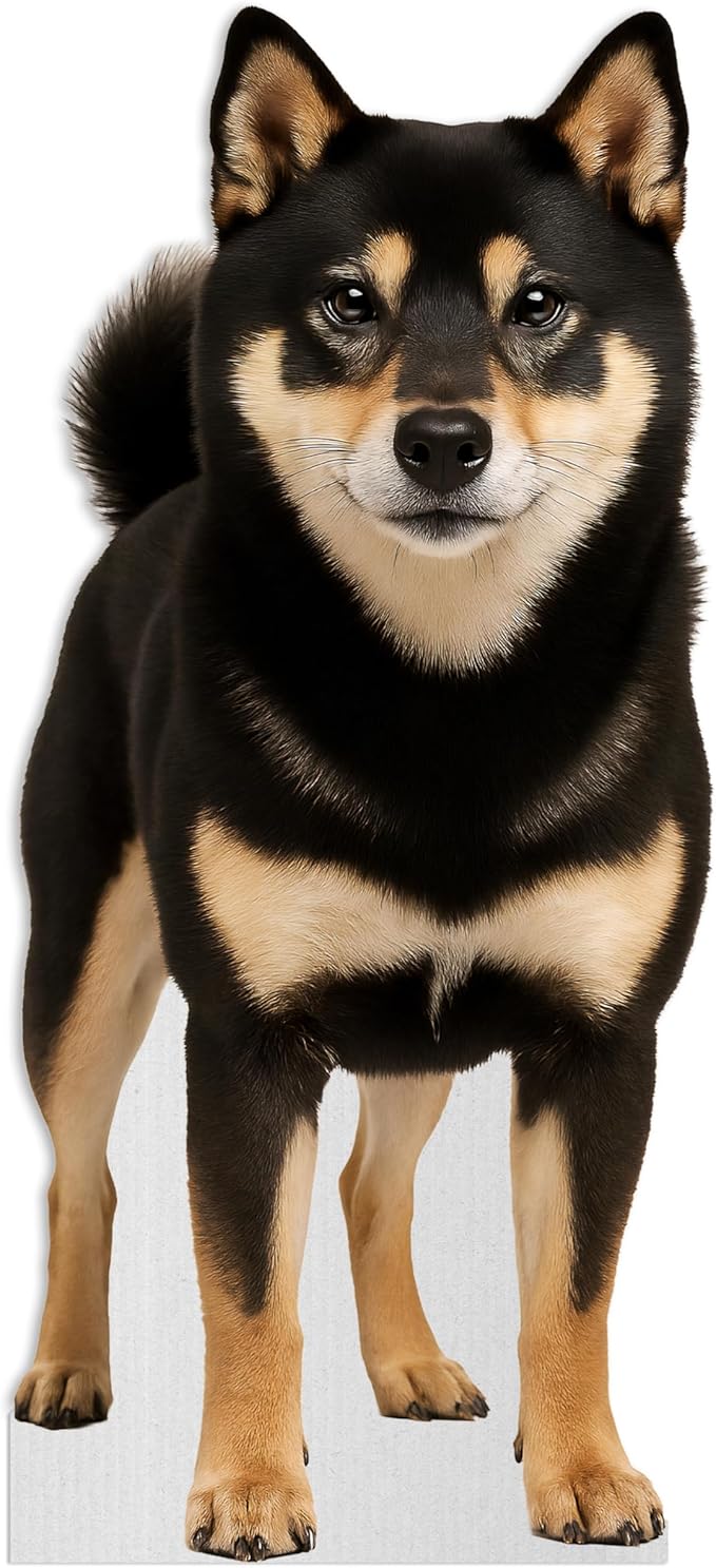 Dog - Shiba Inu Black & Tan Life Size Standee - 2FT Freestanding Coroplast Cutouts | Pets Animal Standup Photo Booths, Birthday & Halloween Decorations