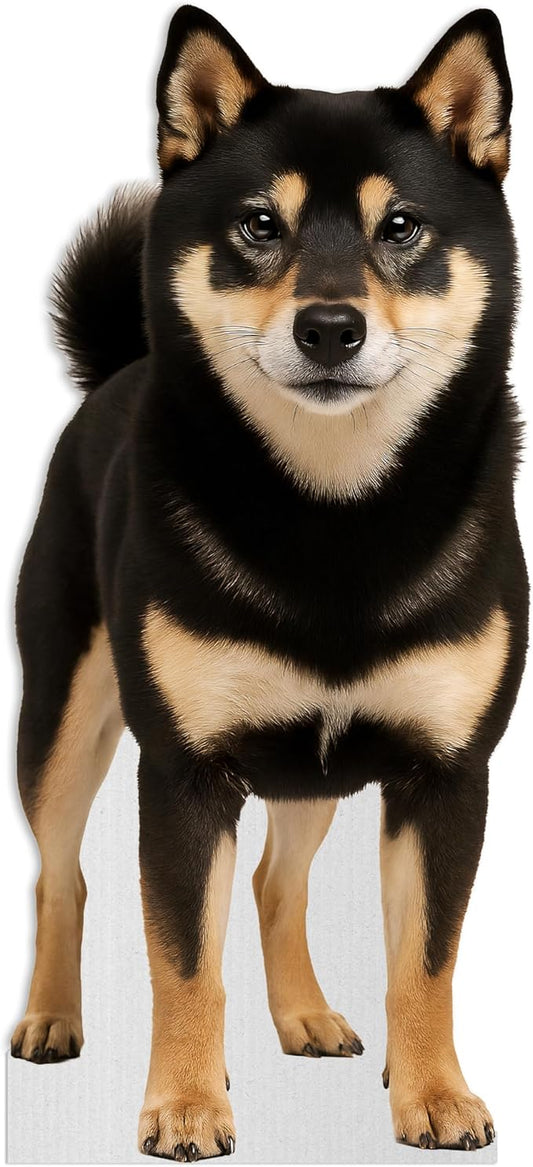 Dog - Shiba Inu Black & Tan Life Size Standee - 2FT Freestanding Coroplast Cutouts | Pets Animal Standup Photo Booths, Birthday & Halloween Decorations