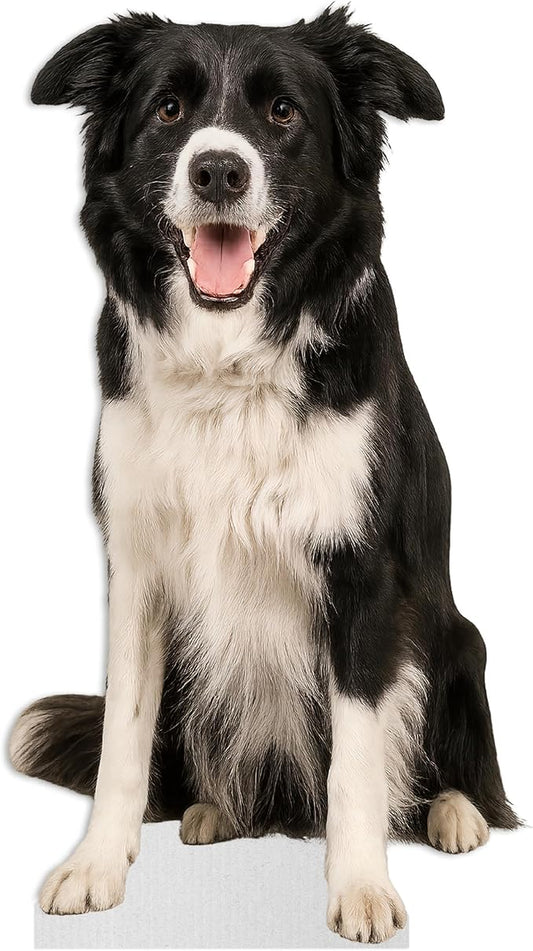 Dog - Border Collie Life Size Standee - 3FT Freestanding Coroplast Cutouts | Pets Animal Standup Photo Booths, Birthday & Halloween Decorations