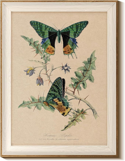InSimSea Vintage Butterfly Framed Wall Art for Living Room, Elegant Botanical Nature Print, Perfect for Adding Timeless Charm and Beauty to Home Walls and Interior Spaces 16L x 12W