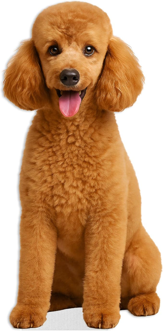 Dog - Poodle Apricot Life Size Standee - 2FT Freestanding Coroplast Cutouts | Pets Animal Standup Photo Booths, Birthday & Halloween Decorations