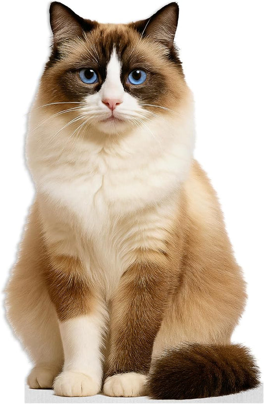 Cat - Ragdoll Life Size Standee - 2FT Freestanding Coroplast Cutouts | Pets Animal Standup Photo Booths, Birthday & Halloween Decorations